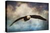 Coming Home Bald Eagle-Jai Johnson-Stretched Canvas