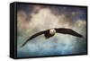 Coming Home Bald Eagle-Jai Johnson-Framed Stretched Canvas