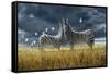 Coming of Rain Zebra-Jeremy Paul-Framed Stretched Canvas
