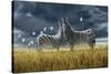 Coming of Rain Zebra-Jeremy Paul-Stretched Canvas