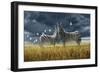 Coming of Rain Zebra-Jeremy Paul-Framed Giclee Print