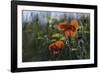 Commemoration Poppies-Wild Wonders of Europe-Framed Giclee Print