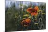 Commemoration Poppies-Wild Wonders of Europe-Mounted Giclee Print