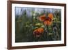 Commemoration Poppies-Wild Wonders of Europe-Framed Giclee Print