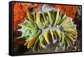 Commensal Bubble Coral Shrimp (Vir Philippinensis) in Bubble Coral (Plerogyra), Lembeh Strait, Nort-Reinhard Dirscherl-Framed Stretched Canvas