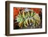 Commensal Bubble Coral Shrimp (Vir Philippinensis) in Bubble Coral (Plerogyra), Lembeh Strait, Nort-Reinhard Dirscherl-Framed Photographic Print