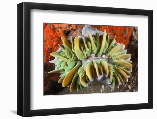 Commensal Bubble Coral Shrimp (Vir Philippinensis) in Bubble Coral (Plerogyra), Lembeh Strait, Nort-Reinhard Dirscherl-Framed Photographic Print