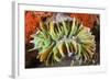 Commensal Bubble Coral Shrimp (Vir Philippinensis) in Bubble Coral (Plerogyra), Lembeh Strait, Nort-Reinhard Dirscherl-Framed Photographic Print