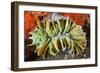 Commensal Bubble Coral Shrimp (Vir Philippinensis) in Bubble Coral (Plerogyra), Lembeh Strait, Nort-Reinhard Dirscherl-Framed Photographic Print