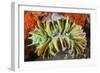 Commensal Bubble Coral Shrimp (Vir Philippinensis) in Bubble Coral (Plerogyra), Lembeh Strait, Nort-Reinhard Dirscherl-Framed Photographic Print