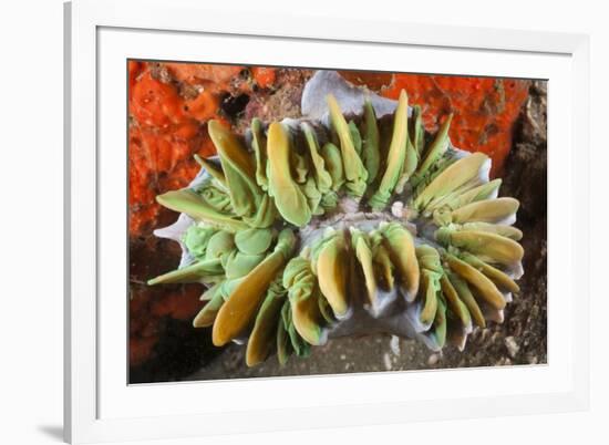 Commensal Bubble Coral Shrimp (Vir Philippinensis) in Bubble Coral (Plerogyra), Lembeh Strait, Nort-Reinhard Dirscherl-Framed Photographic Print