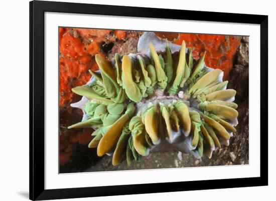 Commensal Bubble Coral Shrimp (Vir Philippinensis) in Bubble Coral (Plerogyra), Lembeh Strait, Nort-Reinhard Dirscherl-Framed Photographic Print