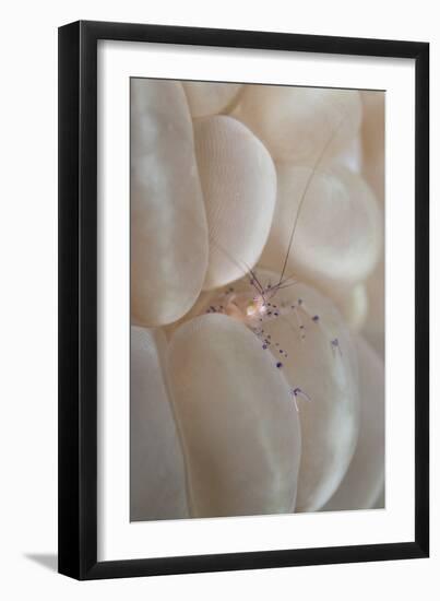 Commensal Shrimp (Vir philippinensis) adult, Raja Ampat Islands (Four Kings)-Colin Marshall-Framed Photographic Print