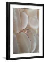 Commensal Shrimp (Vir philippinensis) adult, Raja Ampat Islands (Four Kings)-Colin Marshall-Framed Photographic Print