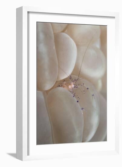 Commensal Shrimp (Vir philippinensis) adult, Raja Ampat Islands (Four Kings)-Colin Marshall-Framed Photographic Print