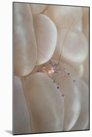 Commensal Shrimp (Vir philippinensis) adult, Raja Ampat Islands (Four Kings)-Colin Marshall-Mounted Photographic Print