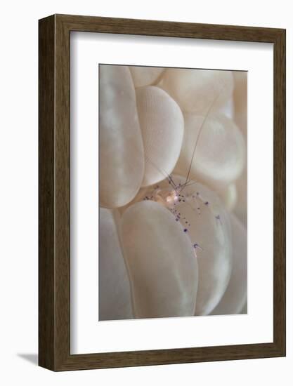 Commensal Shrimp (Vir philippinensis) adult, Raja Ampat Islands (Four Kings)-Colin Marshall-Framed Photographic Print