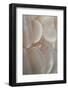 Commensal Shrimp (Vir philippinensis) adult, Raja Ampat Islands (Four Kings)-Colin Marshall-Framed Photographic Print