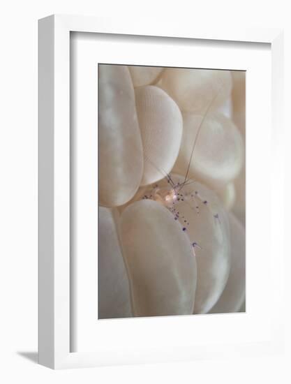 Commensal Shrimp (Vir philippinensis) adult, Raja Ampat Islands (Four Kings)-Colin Marshall-Framed Photographic Print