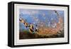 Commerce Fish Pond-Tung Chen Yi-Framed Stretched Canvas