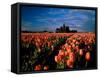 Commercial Field of Pink Tulips Near Mount Vernon, Washington, USA-Chuck Haney-Framed Stretched Canvas