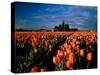 Commercial Field of Pink Tulips Near Mount Vernon, Washington, USA-Chuck Haney-Stretched Canvas