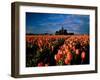 Commercial Field of Pink Tulips Near Mount Vernon, Washington, USA-Chuck Haney-Framed Photographic Print