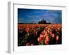 Commercial Field of Pink Tulips Near Mount Vernon, Washington, USA-Chuck Haney-Framed Photographic Print