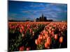 Commercial Field of Pink Tulips Near Mount Vernon, Washington, USA-Chuck Haney-Mounted Photographic Print