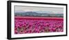 Commercial Tulip Field in Bloom in Spring in the Skagit Valley, Washington State, Usa-Chuck Haney-Framed Photographic Print