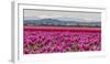 Commercial Tulip Field in Bloom in Spring in the Skagit Valley, Washington State, Usa-Chuck Haney-Framed Photographic Print