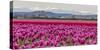 Commercial Tulip Field in Bloom in Spring in the Skagit Valley, Washington State, Usa-Chuck Haney-Stretched Canvas