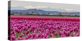 Commercial Tulip Field in Bloom in Spring in the Skagit Valley, Washington State, Usa-Chuck Haney-Stretched Canvas