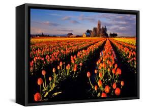 Commercial Tulip Field in the Skagit Valley, Washington, USA-Chuck Haney-Framed Stretched Canvas