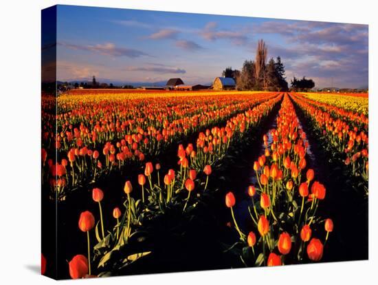 Commercial Tulip Field in the Skagit Valley, Washington, USA-Chuck Haney-Stretched Canvas
