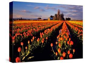 Commercial Tulip Field in the Skagit Valley, Washington, USA-Chuck Haney-Stretched Canvas