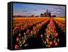 Commercial Tulip Field in the Skagit Valley, Washington, USA-Chuck Haney-Framed Stretched Canvas