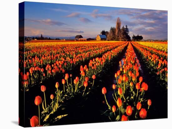 Commercial Tulip Field in the Skagit Valley, Washington, USA-Chuck Haney-Stretched Canvas