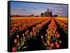 Commercial Tulip Field in the Skagit Valley, Washington, USA-Chuck Haney-Framed Stretched Canvas