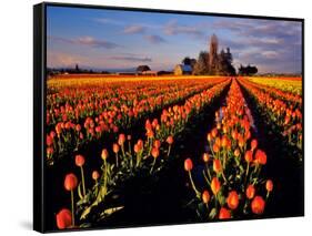 Commercial Tulip Field in the Skagit Valley, Washington, USA-Chuck Haney-Framed Stretched Canvas