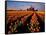Commercial Tulip Field in the Skagit Valley, Washington, USA-Chuck Haney-Framed Stretched Canvas