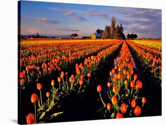 Commercial Tulip Field in the Skagit Valley, Washington, USA-Chuck Haney-Stretched Canvas