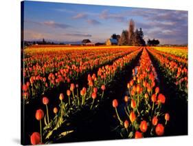 Commercial Tulip Field in the Skagit Valley, Washington, USA-Chuck Haney-Stretched Canvas