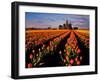 Commercial Tulip Field in the Skagit Valley, Washington, USA-Chuck Haney-Framed Photographic Print