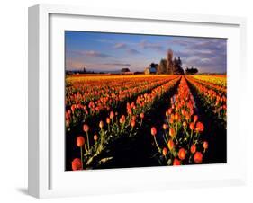 Commercial Tulip Field in the Skagit Valley, Washington, USA-Chuck Haney-Framed Photographic Print