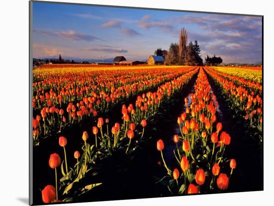 Commercial Tulip Field in the Skagit Valley, Washington, USA-Chuck Haney-Mounted Photographic Print