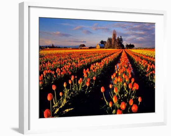 Commercial Tulip Field in the Skagit Valley, Washington, USA-Chuck Haney-Framed Photographic Print