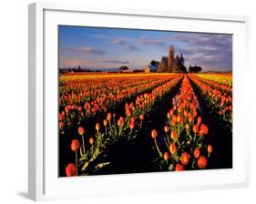 Commercial Tulip Field in the Skagit Valley, Washington, USA-Chuck Haney-Framed Photographic Print