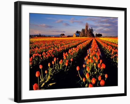 Commercial Tulip Field in the Skagit Valley, Washington, USA-Chuck Haney-Framed Photographic Print