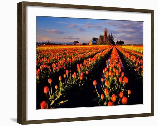 Commercial Tulip Field in the Skagit Valley, Washington, USA-Chuck Haney-Framed Photographic Print